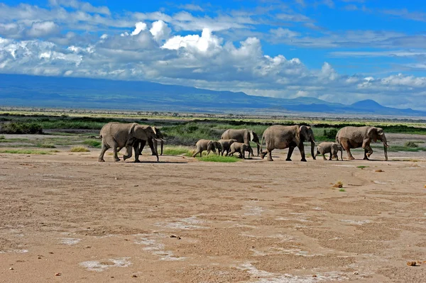 Elefant Vor Dem Kilimandscharo — Stockfoto