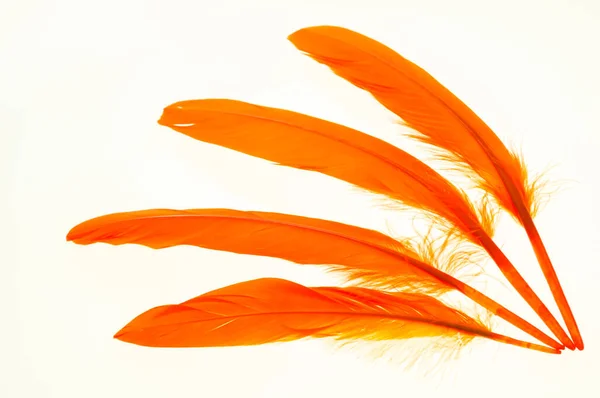 Four Orange Duck Feathers Close — Stock Photo, Image