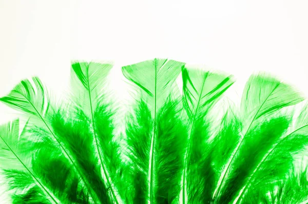 Green Fluffy Feathers Border — Stock Photo, Image