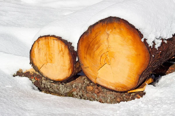 Madeira Crua Inverno — Fotografia de Stock