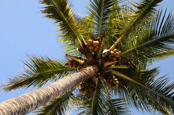 Paradiesischer Urlaub Auf Den Malediven — Stockfoto