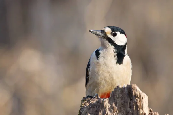 Γραφική Θέα Της Όμορφης Woodpecker Πουλί Στη Φύση — Φωτογραφία Αρχείου