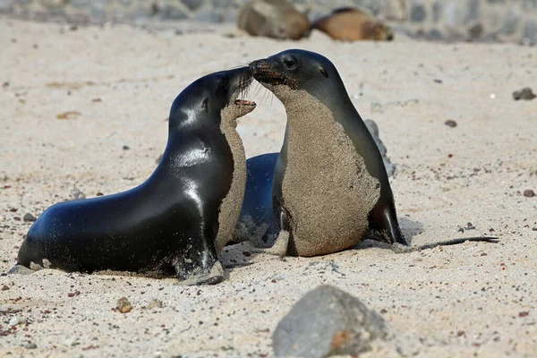 水生動物海洋ライオン — ストック写真