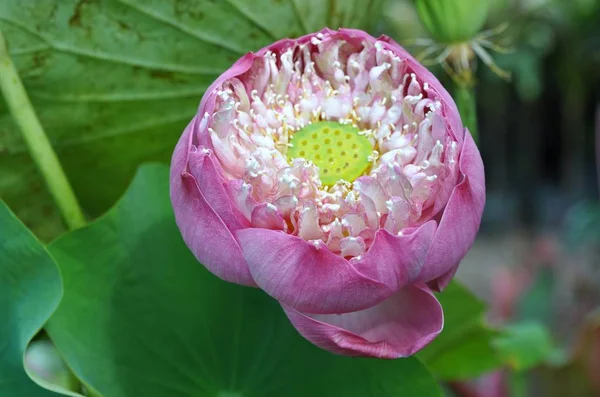 Flor Loto Estanque — Foto de Stock