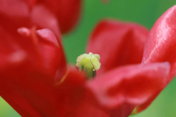 Güzel Gelincik Çiçeklerinin Yakın Plan Görüntüsü — Stok fotoğraf
