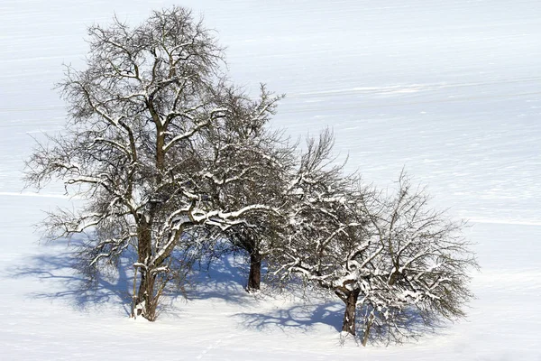 Fruit Trees Winter — Stock Photo, Image