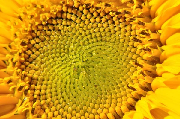 Flowering Sunflower Bright Yellow — Stock Photo, Image