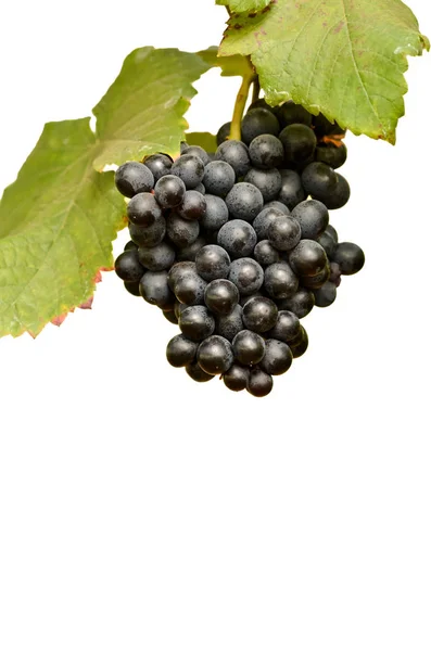 Winogrona Winorośli Gotowe Zbioru Wyizolowane Białym Tle — Zdjęcie stockowe