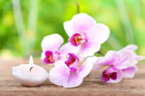 Orchid Flower Petals Flora Beauty — Stock Photo, Image