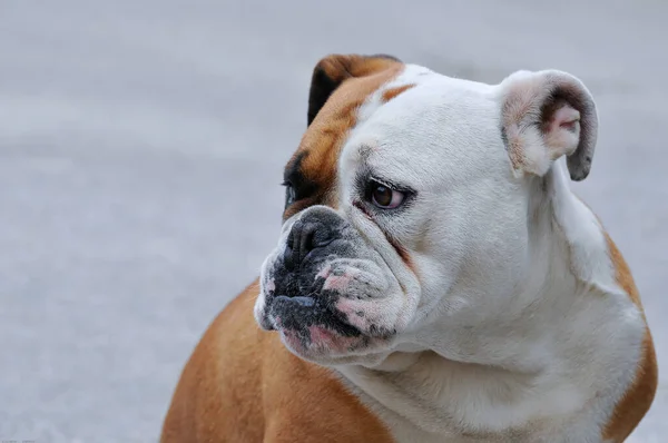 Portrait Cute Dog — Stock Photo, Image