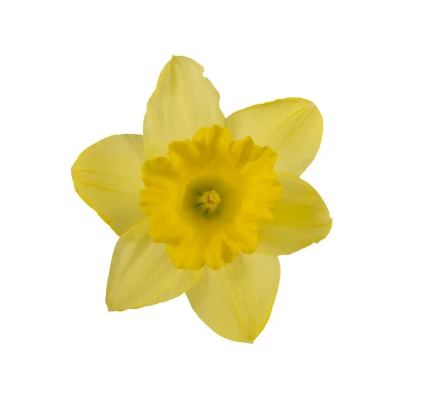 Izolovaná Květinová Hlava Žlutého Narcisu — Stock fotografie