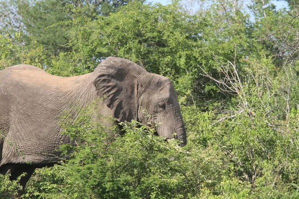 Ζώο Ελέφαντα Αφρικανικό Ζώο — Φωτογραφία Αρχείου