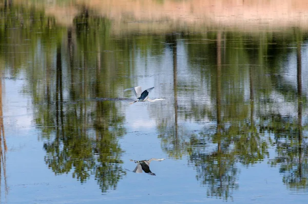 Heron Flight Lake Bryce Canyon National Park — Stock Photo, Image