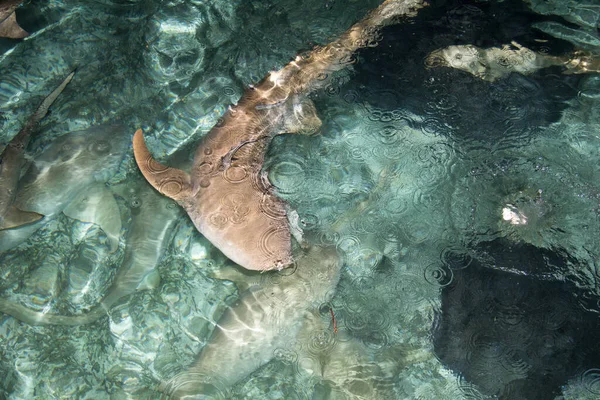 Alimentación Tiburones Depredador Acuático —  Fotos de Stock