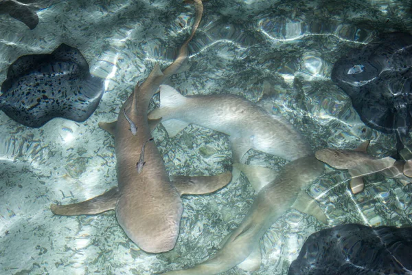 Shark Feeding Aquatic Predator — Stock Photo, Image