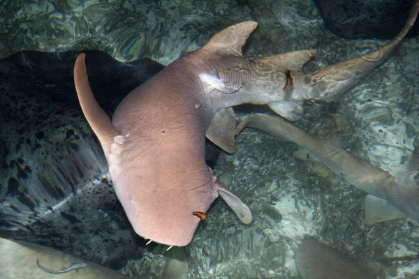 Alimentación Tiburones Depredador Acuático —  Fotos de Stock