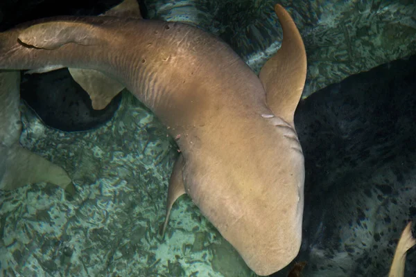 Köpekbalığı Yemi Yırtıcısı — Stok fotoğraf