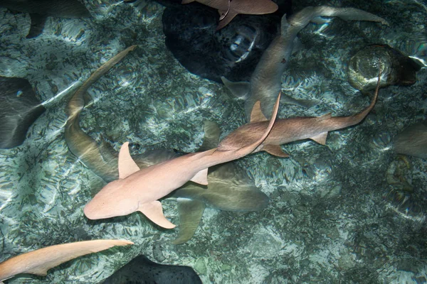 Shark Feeding Aquatic Predator — Stock Photo, Image