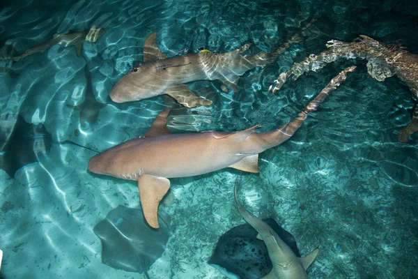 Alimentación Tiburones Depredador Acuático —  Fotos de Stock