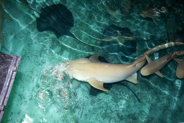 Krmení Žralokem Vodní Predátor — Stock fotografie