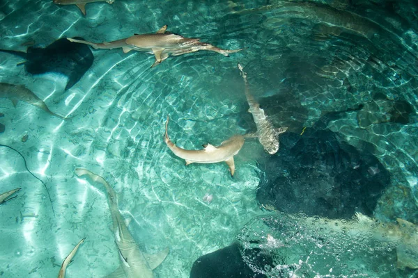 Shark Feeding Aquatic Predator — Stock Photo, Image