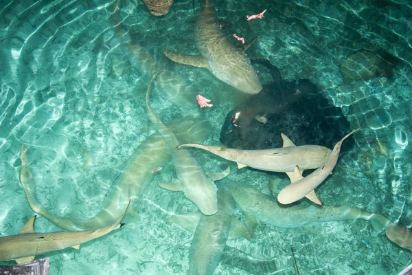 Alimentación Tiburones Depredador Acuático —  Fotos de Stock