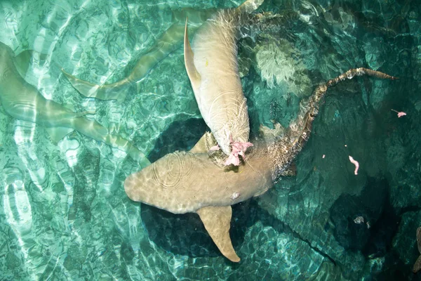 Hai Fütterung Wasserräuber — Stockfoto