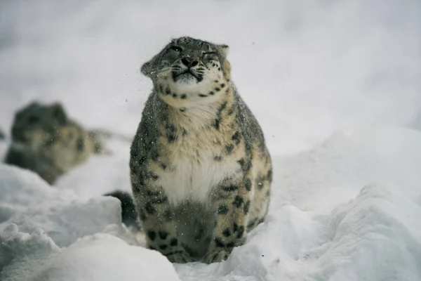 Λεοπάρδαλη Χιόνι Αρπακτικό Ζώο Γάτα — Φωτογραφία Αρχείου