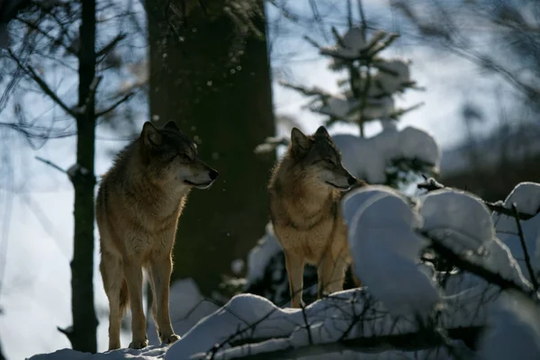 Wolves Wood — стоковое фото