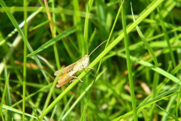 Cricket Grasshopper Insect Nature — стоковое фото