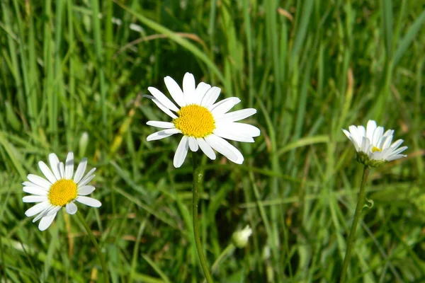 Schöne Botanische Aufnahme Natürliche Tapete — Stockfoto