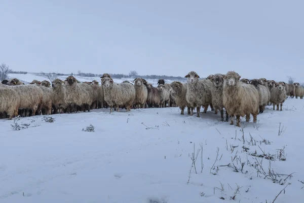 Flock Sheep Winter Comana Natural Park Romania — Stock Photo, Image