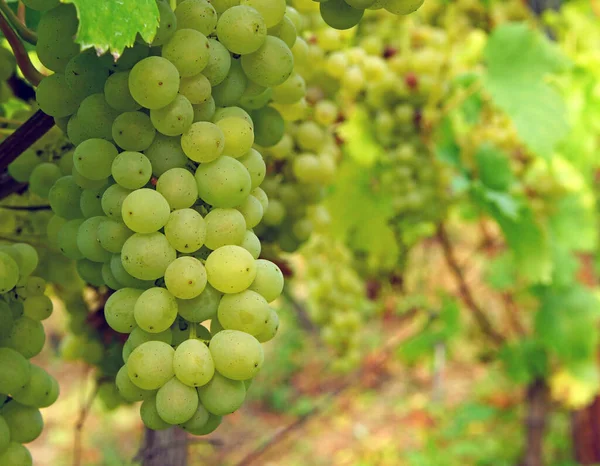 Grapes Vineyard Countryside Vineyards — Stock Photo, Image