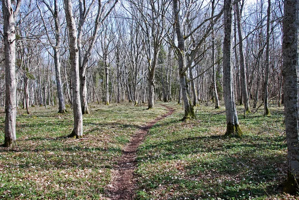 Bella Vista Sulla Natura — Foto Stock