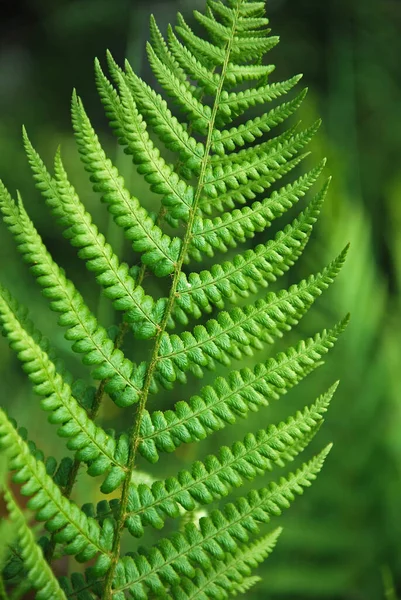 Piękne Botaniczne Ujęcie Naturalna Tapeta — Zdjęcie stockowe