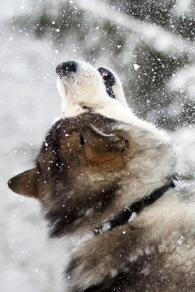 Malamute Hund Winter — Stockfoto