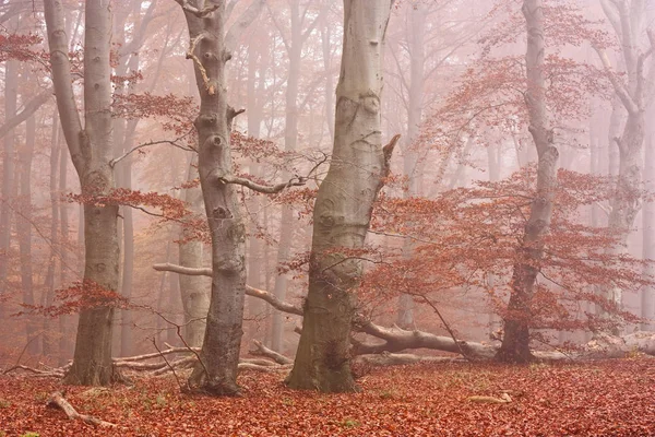 Höst Skog Löv Höst Säsong Flora — Stockfoto