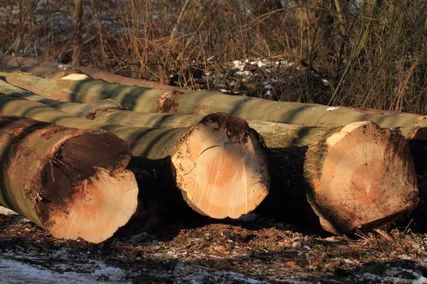 Vedträn Vedträmaterial — Stockfoto