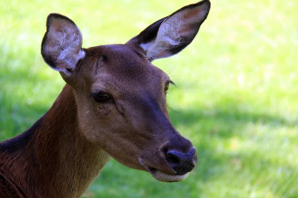 Naturaleza Animales Salvajes Ciervos Barbecho Vida Silvestre —  Fotos de Stock