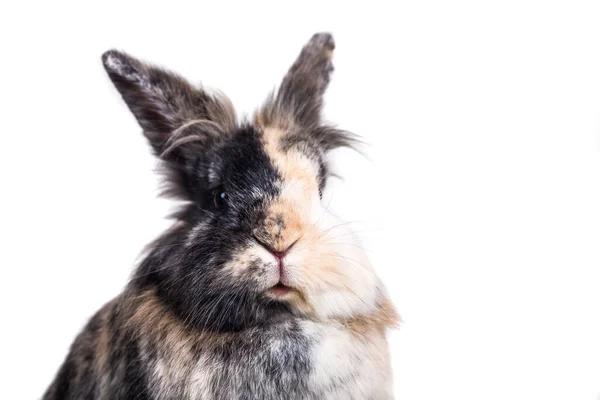 Bunny Zbliżeniu — Zdjęcie stockowe