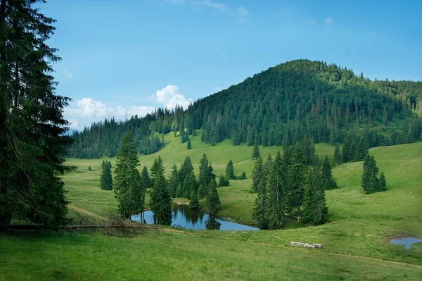 Paisagem Montanha Com Campos Verdes Florestas Pinheiros — Fotografia de Stock