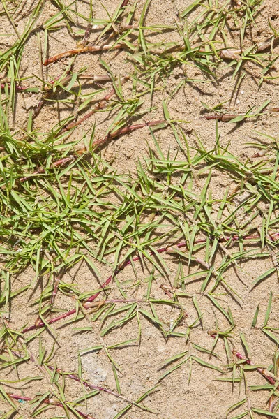 Qualquer Orientação Grama Lâmina Genérica Fundo Textura Areia Praia Localização — Fotografia de Stock