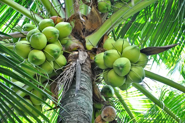 Cocos Verdes Racimo Colgando Árbol —  Fotos de Stock