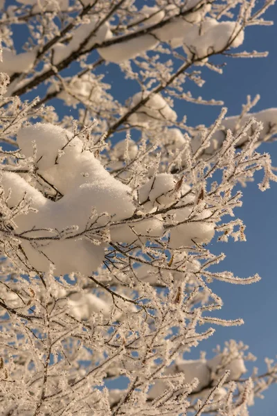 Зимова Магія Вкрита Снігом Природа — стокове фото