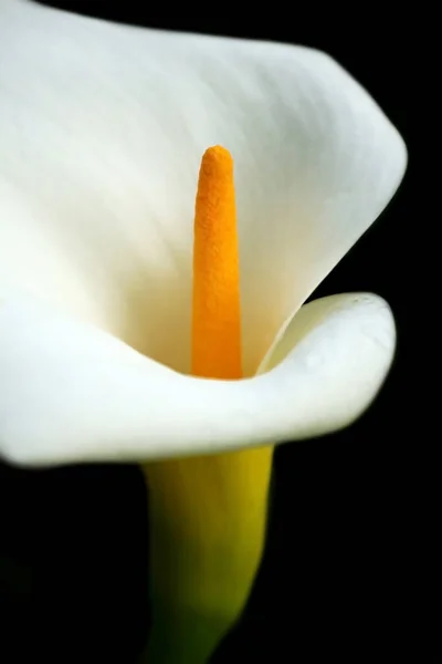 Λευκό Κρίνο Calla Απομονωμένο Μαύρο Φόντο — Φωτογραφία Αρχείου