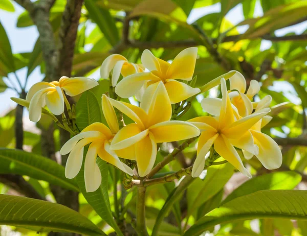 Κίτρινο Λευκό Frangipani Ανθίζει Στο Δέντρο — Φωτογραφία Αρχείου