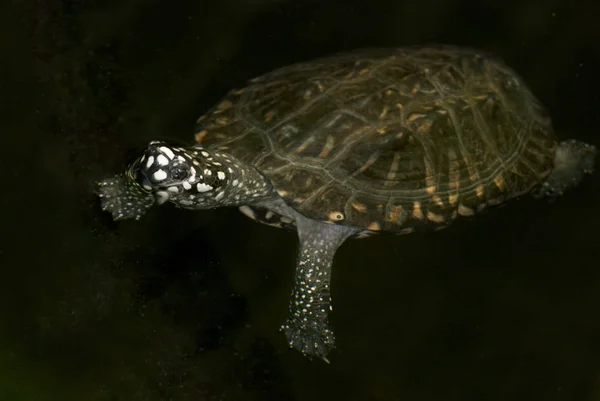 Cute Żółw Pływanie Ciemnej Wodzie — Zdjęcie stockowe