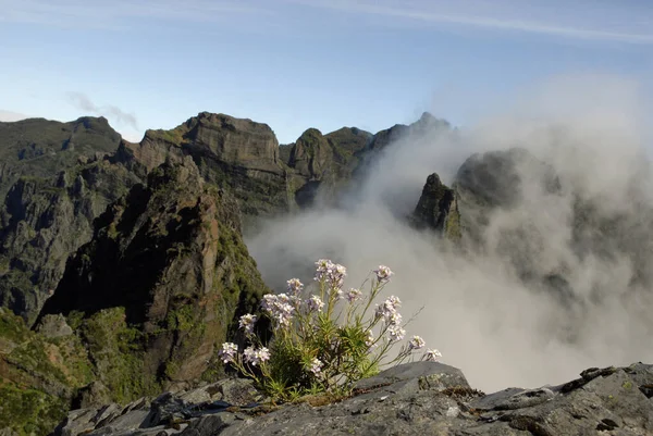 Pico Ariero Madeira Portugal的花 — 图库照片