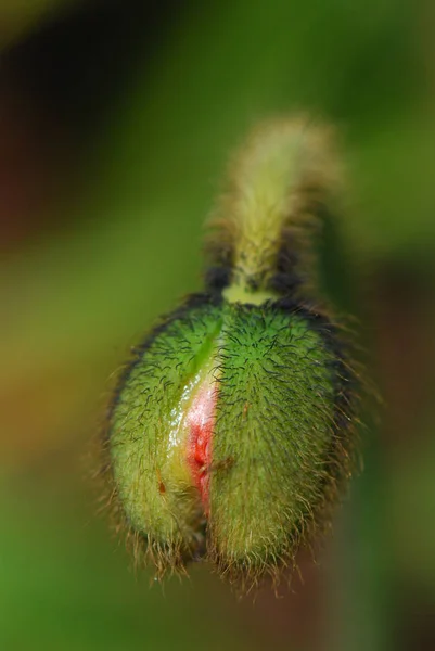 Close View Beautiful Wild Poppy Flowers — Stock Photo, Image