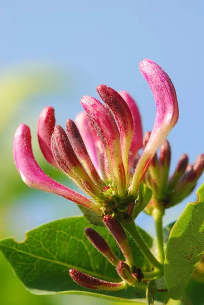 Mooi Botanisch Schot Natuurlijk Behang — Stockfoto